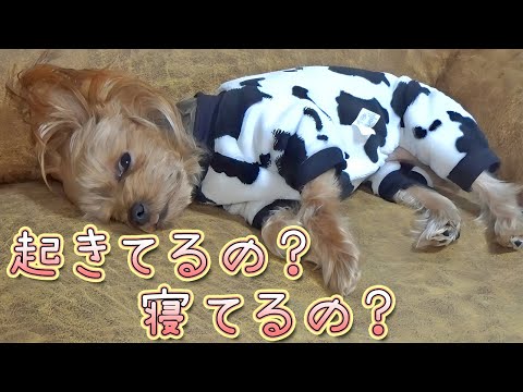 【ヨークシャテリア】どこでも気持ち良さそうに寝てます【Yorkshire Terrier】