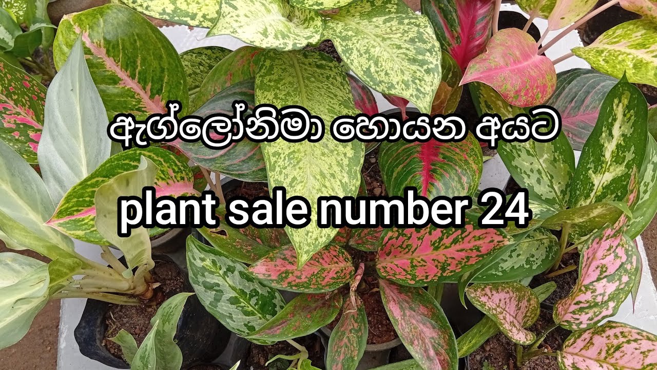 ඇග්ලෝනිමා හොයන අයට | plant sale number 24 | 0707475222 ( Sri Visithuru Plant Nursery ) 🌿🌿🌿🌿