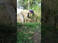 #news #beritaterkini #funny #sawah #farming #berkebun #farm #tips #pertanian #shorts