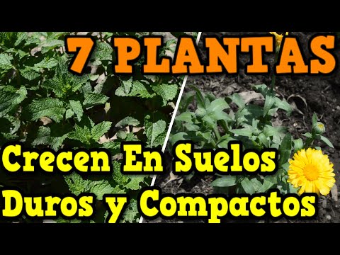 Video: Plantas de sombra tolerantes a la arcilla: cultivo de plantas de sombra en suelo arcilloso