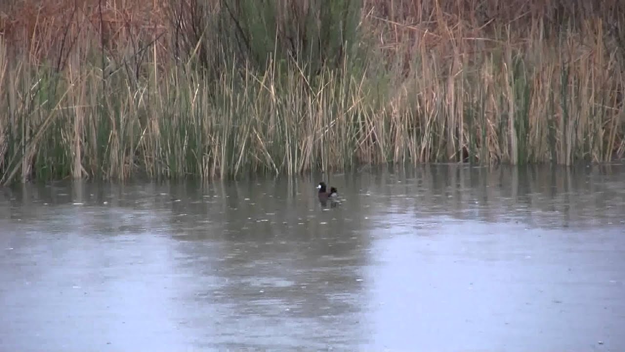 The Ruddy Duck Mating Dance 
