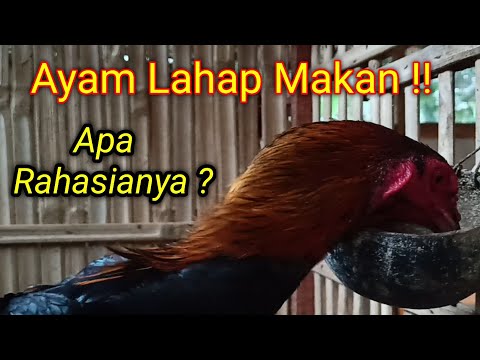 Cara Ayam Rakus Makan