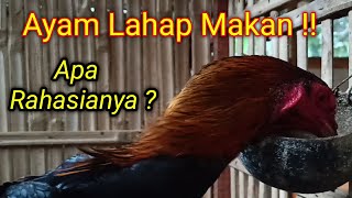 Ayam Sehat Tapi Tidak Mau Makan? Coba Cara Ini. 