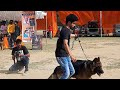 Ayodhya Dog Show || Full Video || Please watch full Video & Comment about Jack Quality