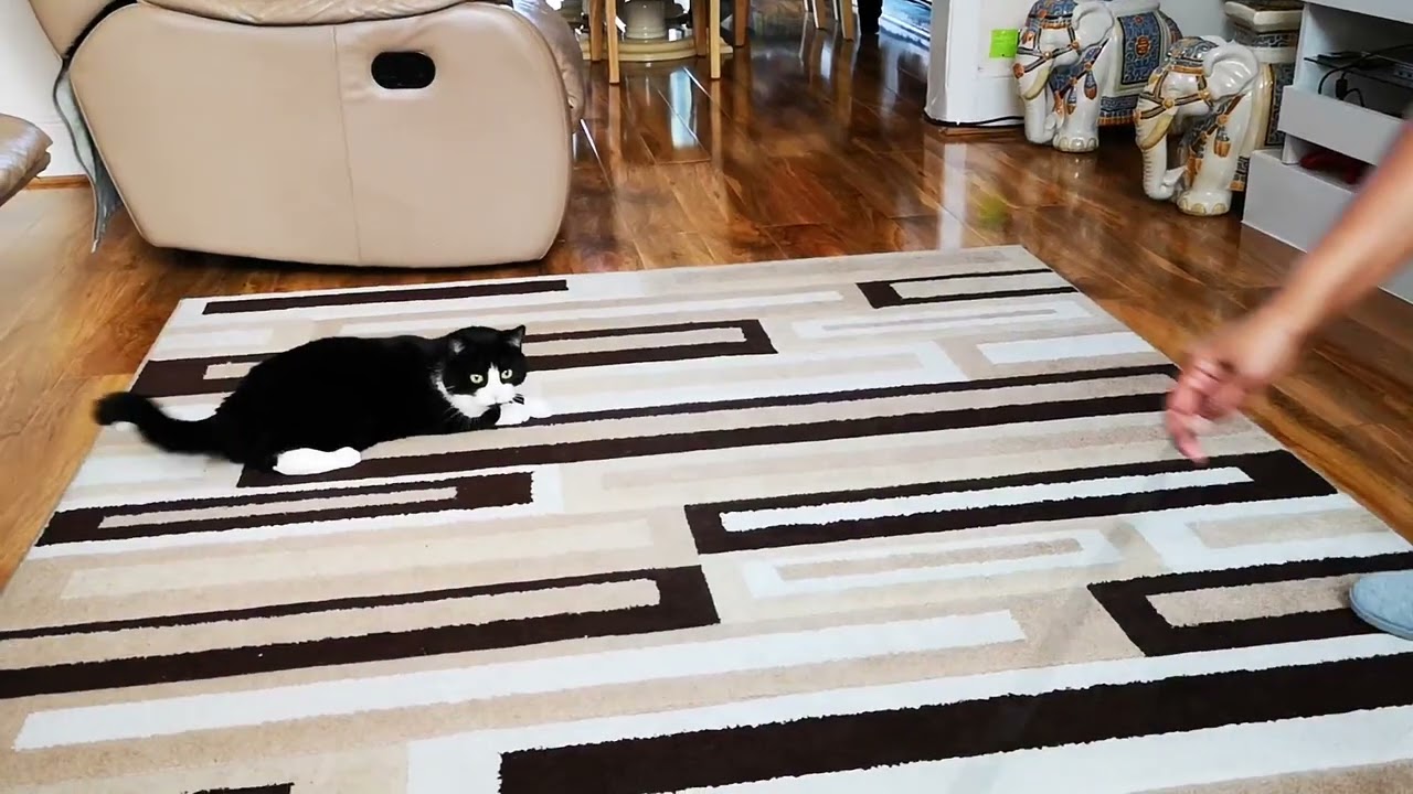 Neo and the Grumpy Cat Toy