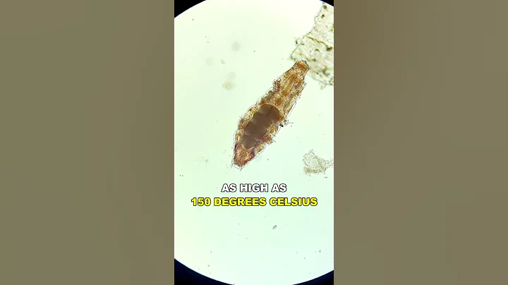 Water Bear | The Most Resilient Animal In The Universe