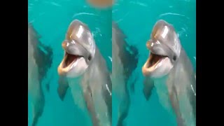 3D video Общение с дельфинами в Новом Лазаревском дельфинарии г. Сочи(Удивительные существа Эти Дельфины. Стоит подойти к бассейну они подплывают к вам сами и начинают разговар..., 2016-01-27T23:45:29.000Z)