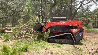 Taking down a HUGE PINE TREE with the denis Cimaf #mulch #pines #landclearing