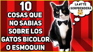 Todo Sobre Los Gatos Tuxedo, Smoking o Bicolor  SiamCatChannel