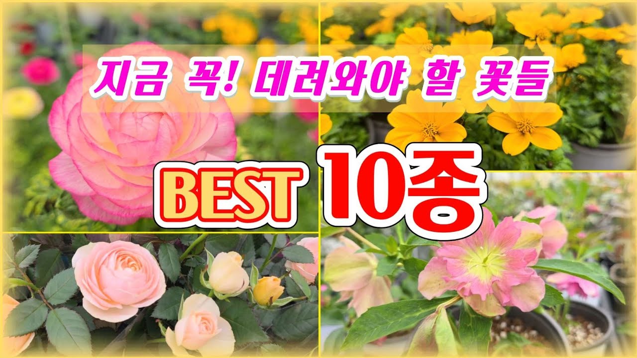 지금 화원에 이 꽃들 있음 꼭 데려 오세요. Best 10종. (키우는 법/ 월동/ 물주기 총정리) 