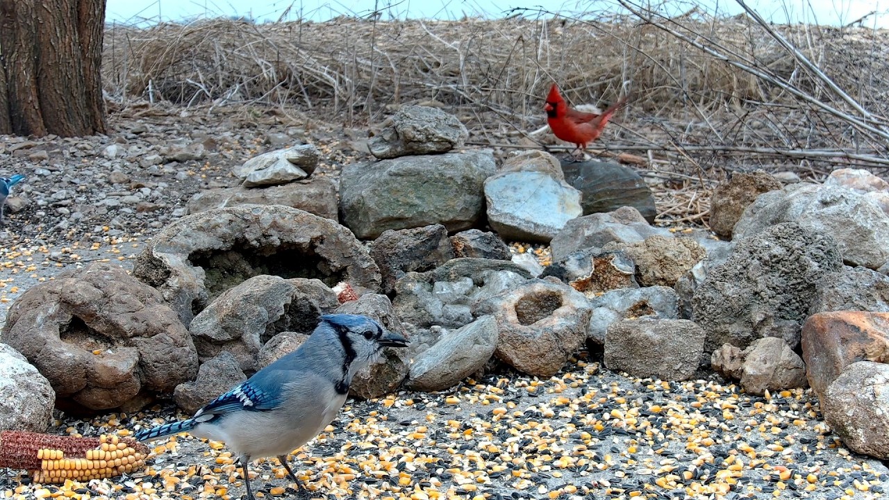 Bird Feeder 02-14-2026
