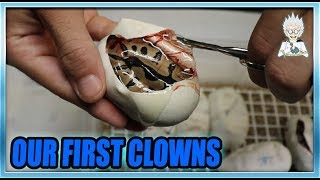Famous HATCHING OUR FIRST CLOWN BALL PYTHONS Net Worth