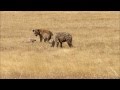 Hyänen beim Fressen im Ngorongoro-Krater (Safari) Tansania 2012 / Hyena at Lunch (Ngorongoro Safari)