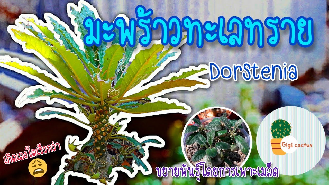 Ep.17🌵 มะพร้าวทะเลทราย my succulent "Dorstenia" [Eng sub] 