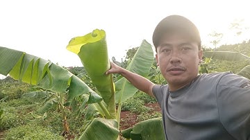 Thăm vườn chuối tây thái lan phát triển đẹp || Tây Nguyên Xanh