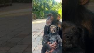 The Story Of A Chimp And His Bestie The Shitzu 🐶