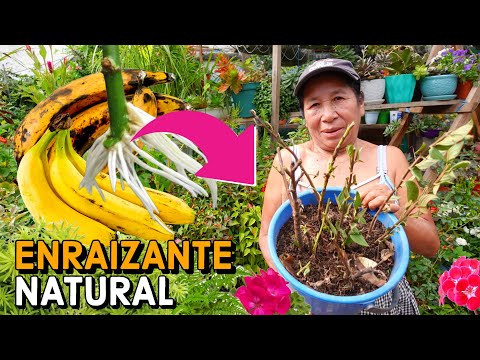 Video: Enraizamiento de esquejes de plátanos: cómo cultivar un plátano a partir de esquejes
