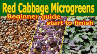 Red Cabbage Microgreens - How to grow - Walk through