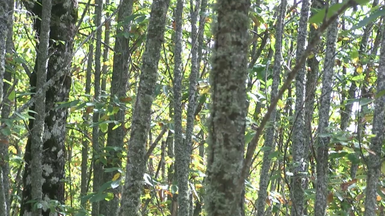 Trasformazione di Calabria Verde in ente pubblico economico, il coro dei no dei sindacati