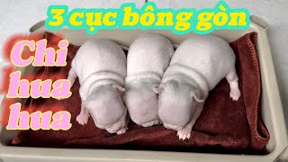 Ổ Chihuahua trắng 3 bé cực dễ thương | Trại Chó Bình Cao