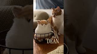 BEAN’S EVIL BROTHER DEAN 👹