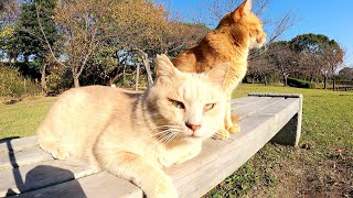 【親分とチビ】仲良しの茶トラ猫とクリーム猫がベンチに並んで座る