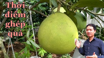 Ghép quả bưởi vào thời gian nào? Kinh nghiệm ghép quả_bưởi Rỏn_0989928949