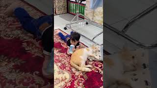 Cat Claims Boy's Favorite Pillow