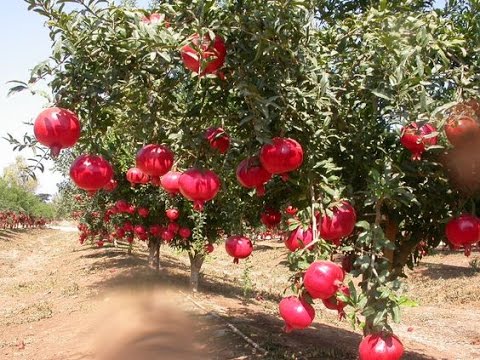Training And Pruning Of Pomegranate Plant New Hd 2017 You Training And Pruning Of Pomegranate Plant New Hd 2017