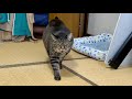 押入れ猫と目が合った
