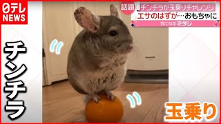 ぷるぷる 必死にバランス取り チンチラ の玉乗りチャレンジが話題 21年3月31日放送 News Every より Youtube