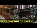 ОДДИЙ ЙУЛ БИЛАН БУКАЛАРНИ ЙЕМЛАШ! БУКА БОКИШ СИРЛАРИ.