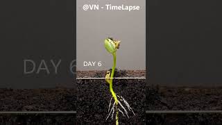 Soybean Germination - Time Lapse