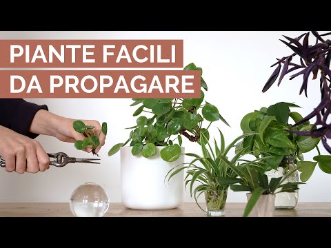 Video: Varietà di piante d'appartamento uniche: scopri interessanti piante d'appartamento da coltivare