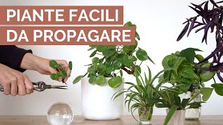 10 PIANTE FACILI da propagare | Moltiplica la tua giungla!