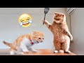 Try not to laugh  funniest cats on the earth