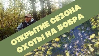 Открытие охоты на БОБРА!