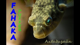 FAHAKA PUFFER-Сладководен тетраодон Фахака