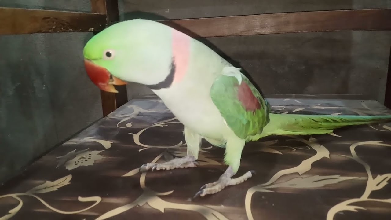 Max love Magical \amazing beautiful parrot Max is \beautiful \amazing \beautiful parrot \wow \king