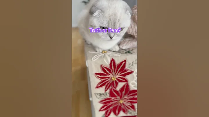 Watch the video about Truth or Dare Kitten? #funny #scottishfold #cat #truthordare #cutecat #sleep #cuteanimal