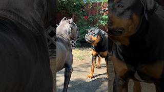 Cane Corso vs Rottweiler, which is the ultimate guard dog#trendingshorts #dogsofyoutube #youtube
