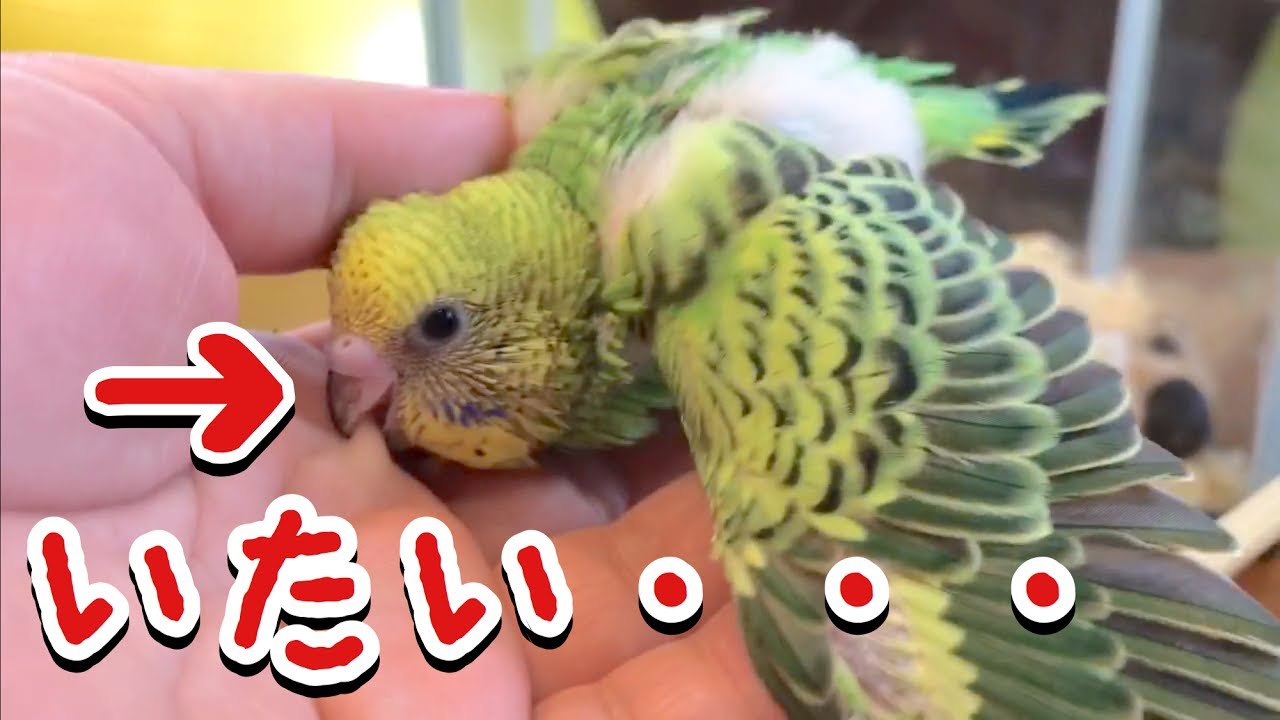 セキセイ インコ 雛