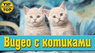 Приколы с котиками / Забавные коты  / Видео с котиками