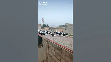 عشاق البساود ارافل 