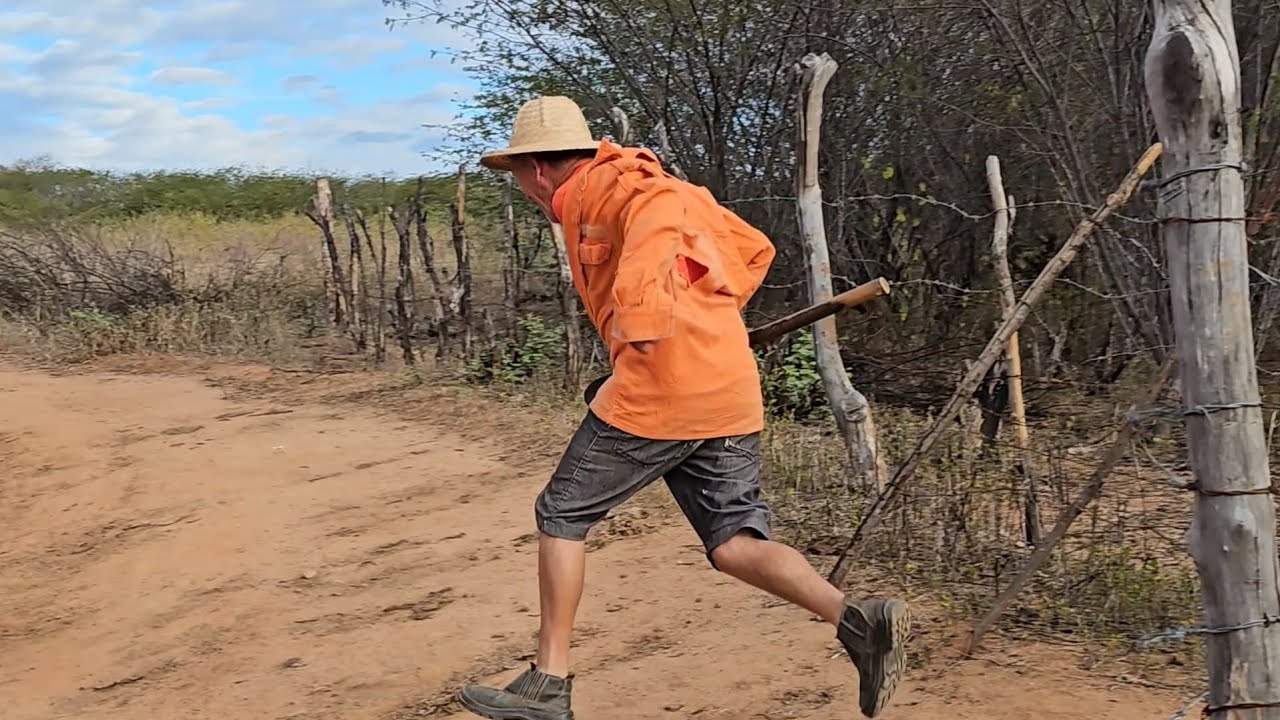Seu Antônio fez seu mane pisar no ninho de vespa #comedia #humor #video #video