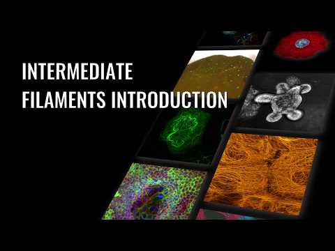 Intermediate Filaments Introduction