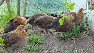 Construction of a chicken coop and settlement of green leged partridges