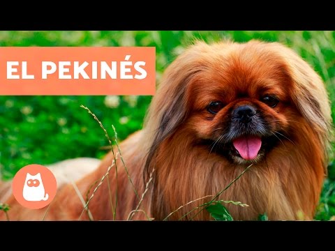 El perro Pekinés - Razas de perro pequeñas Pekinés. Origen, Características, Alimentación, Cuidados y Curiosidades