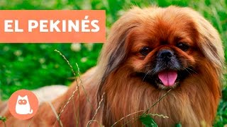 El perro Pekinés  Razas de perro pequeñas