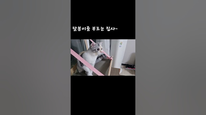 투명인간이된 집사ㅋ#shorts#스코티쉬폴드